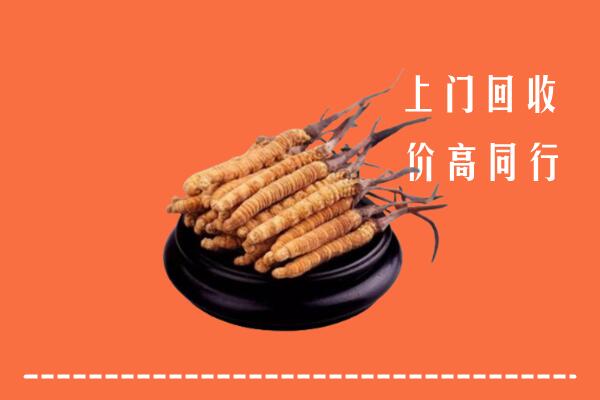 附近收购：通道县冬虫夏草回收多少钱每克